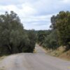 premium έξτρα παρθένο ελαιόλαδο χονδρικής από γαλοπούλα - τενεκέδες και γυάλινα μπουκάλια