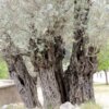 premium έξτρα παρθένο ελαιόλαδο χονδρικής από γαλοπούλα - τενεκέδες και γυάλινα μπουκάλια