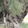 premium έξτρα παρθένο ελαιόλαδο χονδρικής από γαλοπούλα - τενεκέδες και γυάλινα μπουκάλια