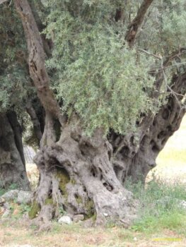 premium έξτρα παρθένο ελαιόλαδο χονδρικής από γαλοπούλα - τενεκέδες και γυάλινα μπουκάλια