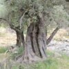 premium έξτρα παρθένο ελαιόλαδο χονδρικής από γαλοπούλα - τενεκέδες και γυάλινα μπουκάλια