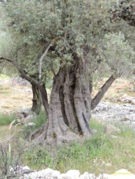 premium έξτρα παρθένο ελαιόλαδο χονδρικής από γαλοπούλα - τενεκέδες και γυάλινα μπουκάλια