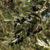 premium έξτρα παρθένο ελαιόλαδο χονδρικής από γαλοπούλα - τενεκέδες και γυάλινα μπουκάλια