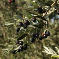 Arabella Extra Virgin Olive Oil In Dark Glass Bottles Top Quality Turkey Export 21 38 From Turkey premium wholesale extra virgin olive oil from turkey - tin cans and glass bottles