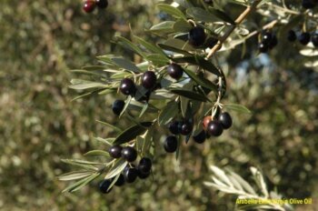 premium έξτρα παρθένο ελαιόλαδο χονδρικής από γαλοπούλα - τενεκέδες και γυάλινα μπουκάλια