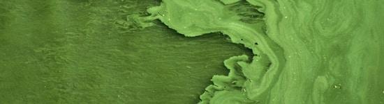 Algae Biodiesel