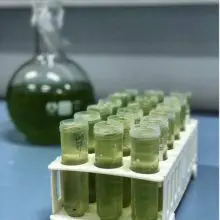 Algae biodiesel reseach by selen Şenal bioengineer at yildiz technical university