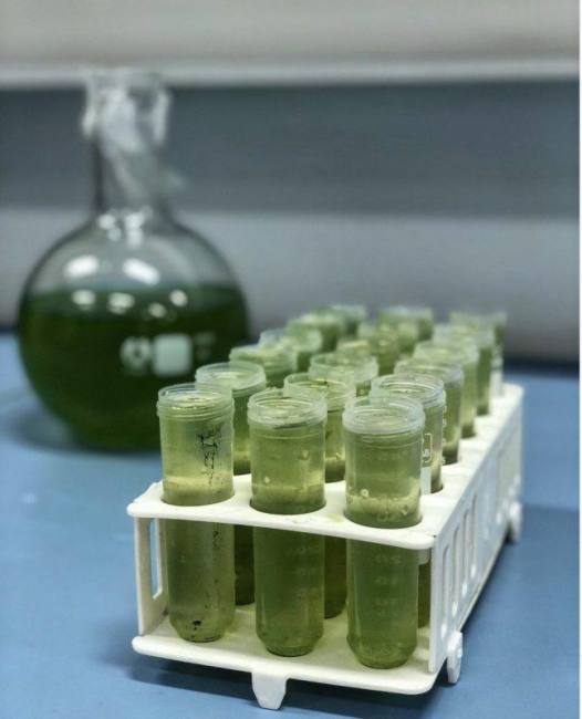 Algae biodiesel reseach by selen Şenal bioengineer at yildiz technical university