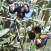 premium έξτρα παρθένο ελαιόλαδο χονδρικής από γαλοπούλα - τενεκέδες και γυάλινα μπουκάλια