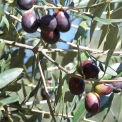 Arabella Extra Virgin Olive Oil In Dark Glass Bottles Top Quality Turkey Export 21 31 From Turkey premium wholesale extra virgin olive oil from turkey - tin cans and glass bottles