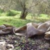 premium έξτρα παρθένο ελαιόλαδο χονδρικής από γαλοπούλα - τενεκέδες και γυάλινα μπουκάλια