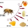 pure natural organic honey bee venom apitoxin apis mellifera for medical cosmetics 1g or 5g or 10g
