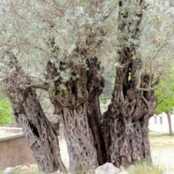 Arabella Extra Virgin Olive Oil In Dark Glass Bottles Top Quality Turkey Export 21 43 From Turkey olive hammer crusher efficient stainless steel 3000 kg/h 50 hp al-sadoun