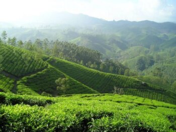 turkish black tea production exceeds 230 thousands tons