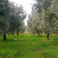ράντσο ελιάς προς πώληση 21,500 m2 iznik bursa 1500 μέτρα από τη λίμνη iznik