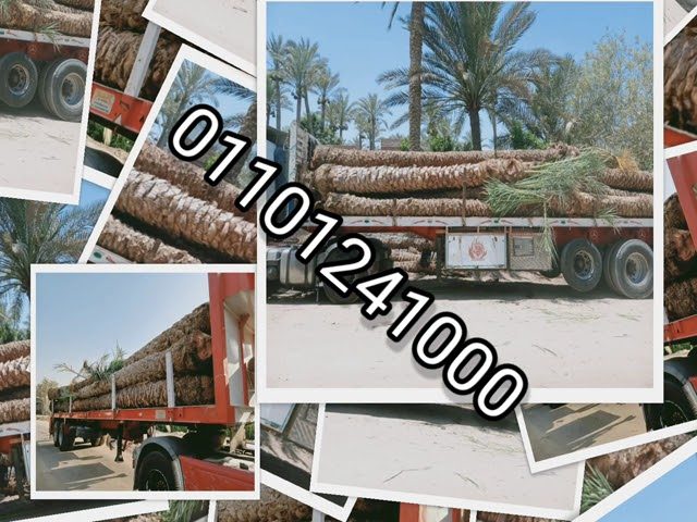 YeniExpo