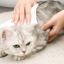 Pet Care Wet Wipes