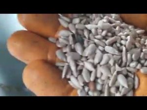 SUNFLOWER SEED CRACKING  #Turkey #Facility #Seed #Sunflowerseeds #Factory  #Machines  #Cracking