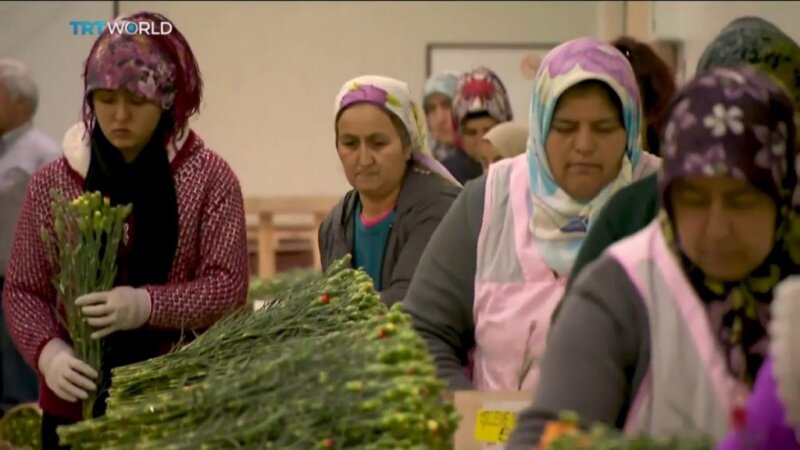 turkish flower growing exports worldwide