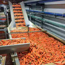 Fruit Automatic Conveyor Machine