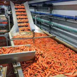 fruit automatic conveyor machine