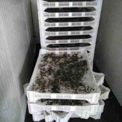 fruit drying booths
