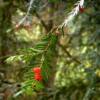 Discover the Versatile Taxus brevifolia f x Solutions for Your Needs