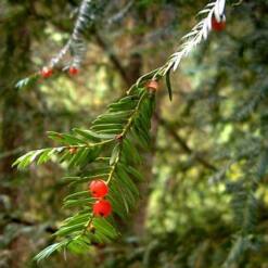 Discover the Versatile Taxus brevifolia f x Solutions for Your Needs