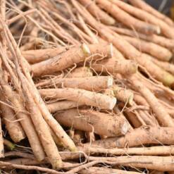 Ashwagandha Ekstresi
