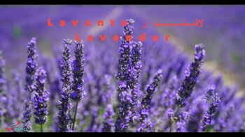discover the healing power of 432hz music with dried natural herbal tea
