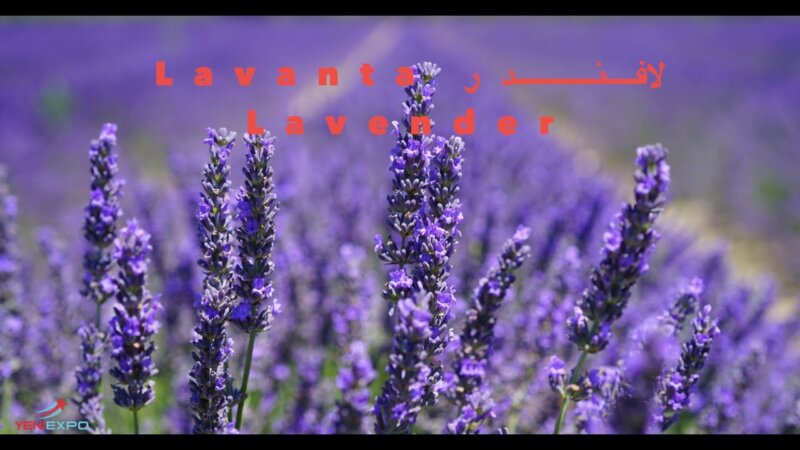 discover the healing power of 432hz music with dried natural herbal tea