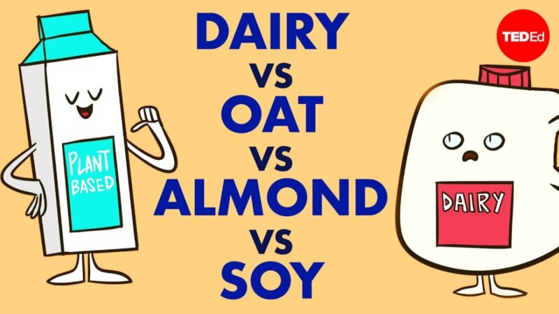 The Best Milk For You: Cow, Almond Or Soy? Learn From Experts! From Turkey the best milk for you: cow, almond or soy? learn from experts!