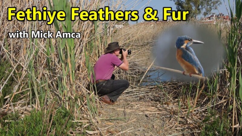 Discover Fethiye Feathers &Amp; Fur: A Fascinating Wildlife Haven From Turkey discover fethiye feathers & fur: a fascinating wildlife haven