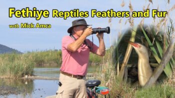 discover fethiye's wildlife: the fascinating world of lizards