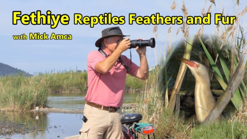 discover fethiye's wildlife: the fascinating world of lizards