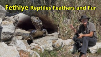 discover the mysterious world of fethiye's reptiles, feathers, and the mesmerizing flamingo.