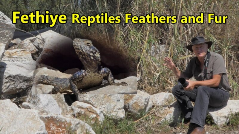 discover the mysterious world of fethiye's reptiles, feathers, and the mesmerizing flamingo.