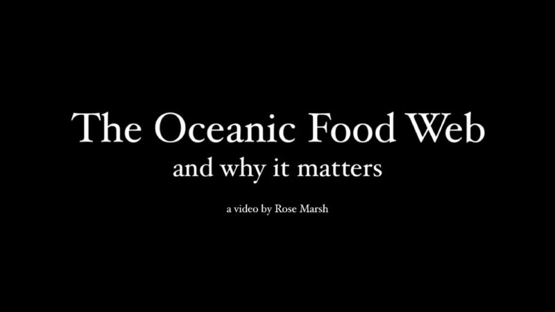 explore the intricate connections of the oceanic food web and understand its vital importance.