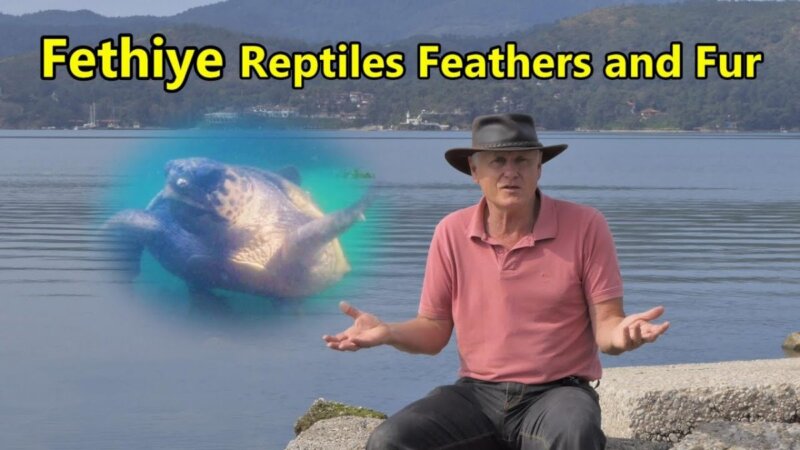 &Quot;Exploring Fethiye'S Exotic Wildlife: Reptiles, Feathers, And Fur&Quot; 63 Characters From Turkey "exploring fethiye's exotic wildlife: reptiles, feathers, and fur" 63 characters
